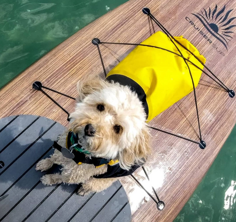 Small dog on a stand up paddle board