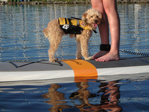 A small dog on a stand up paddle board wearing a life jacket